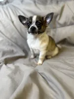 Chubbs, a male Pomchi for sale in Adkins, TX – 1 of 1