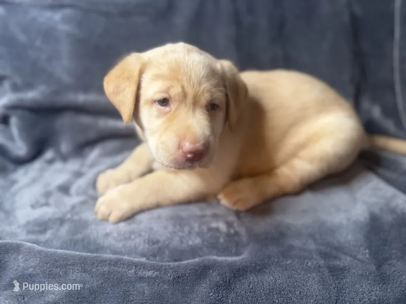 Max – Labrador Retriever puppy for sale in Adkins, TX