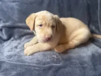 Max, a male Labrador Retriever for sale in Adkins, TX – 1 of 2