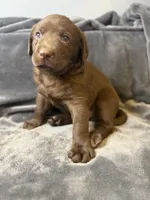 Duke, a male Labrador Retriever for sale in Adkins, TX – 2 of 2