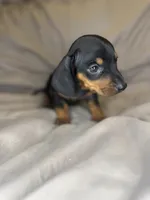 titan, a male Dachshund for sale in Adkins, TX – 4 of 4