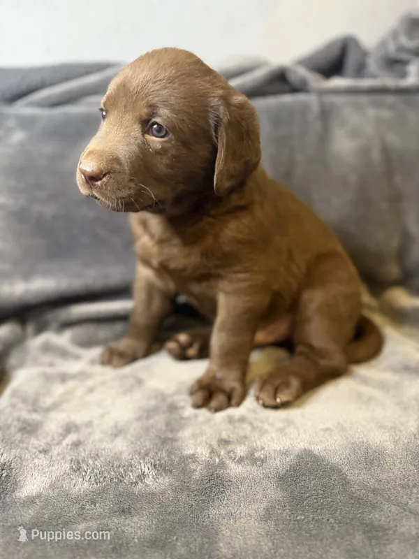 Duke, a male Labrador Retriever for sale in Adkins, TX – 1 of 2