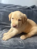 Max, a male Labrador Retriever for sale in Adkins, TX – 2 of 2