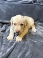 Lanna, a female Labrador Retriever for sale in Adkins, TX – 2 of 3