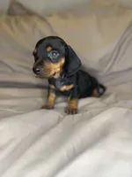 titan, a male Dachshund for sale in Adkins, TX – 3 of 4