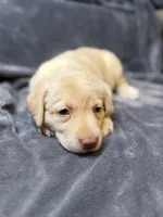 Lanna, a female Labrador Retriever for sale in Adkins, TX – 3 of 3
