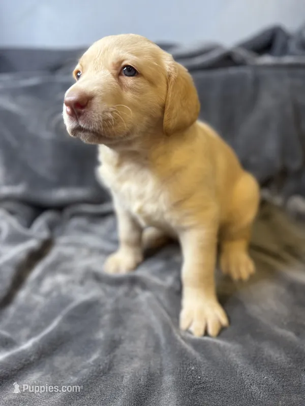 Lanna – Labrador Retriever puppy for sale in Adkins, TX