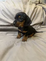 titan, a male Dachshund for sale in Adkins, TX – 2 of 4