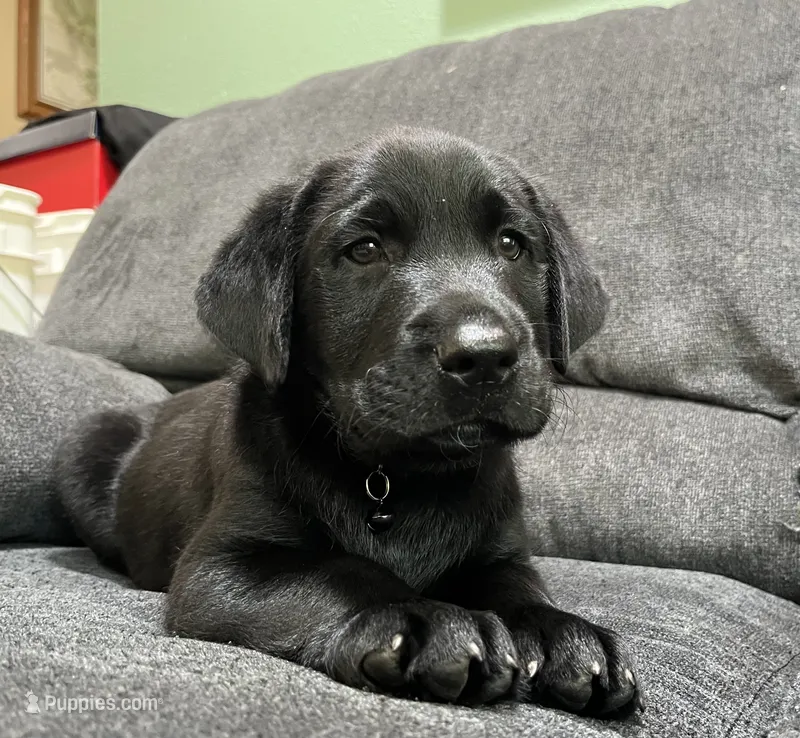 Rover – Labrador Retriever puppy for sale in Augusta, WI