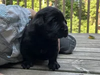 Rover, a male Labrador Retriever for sale in Augusta, WI – 1 of 10