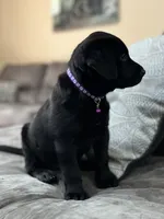 Rover, a male Labrador Retriever for sale in Augusta, WI – 9 of 10