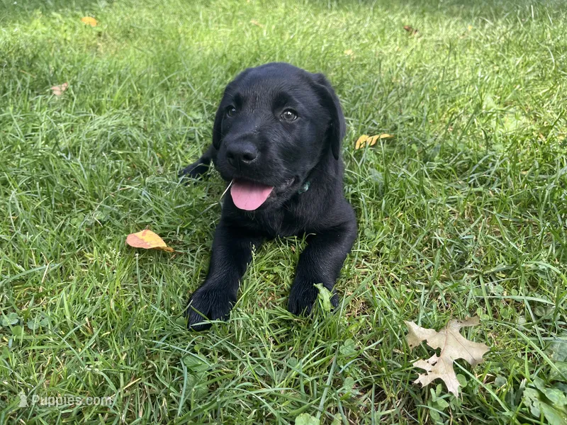 Rover – Labrador Retriever puppy for sale in Augusta, WI