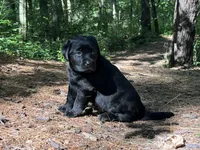 Rover, a male Labrador Retriever for sale in Augusta, WI – 7 of 10