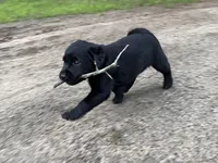 Rover, a male Labrador Retriever for sale in Augusta, WI – 10 of 10