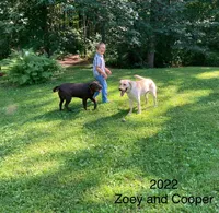 Rover, a male Labrador Retriever for sale in Augusta, WI – 4 of 10