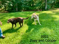 Rover, a male Labrador Retriever for sale in Augusta, WI – 3 of 10