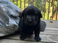 Rover, a male Labrador Retriever for sale in Augusta, WI – 2 of 10