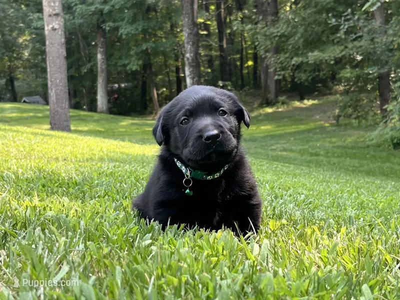 Rover – Labrador Retriever puppy for sale in Augusta, WI