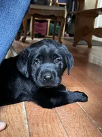 Rover, a male Labrador Retriever for sale in Augusta, WI – 8 of 10