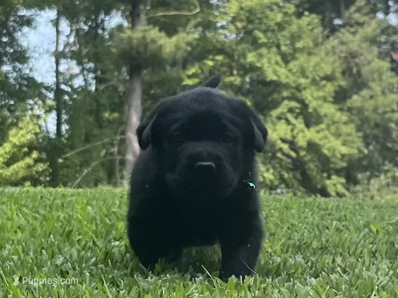 Rover – Labrador Retriever puppy for sale in Augusta, WI