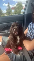 Crystal , a female Cocker Spaniel for sale in Orlando, FL – 2 of 3