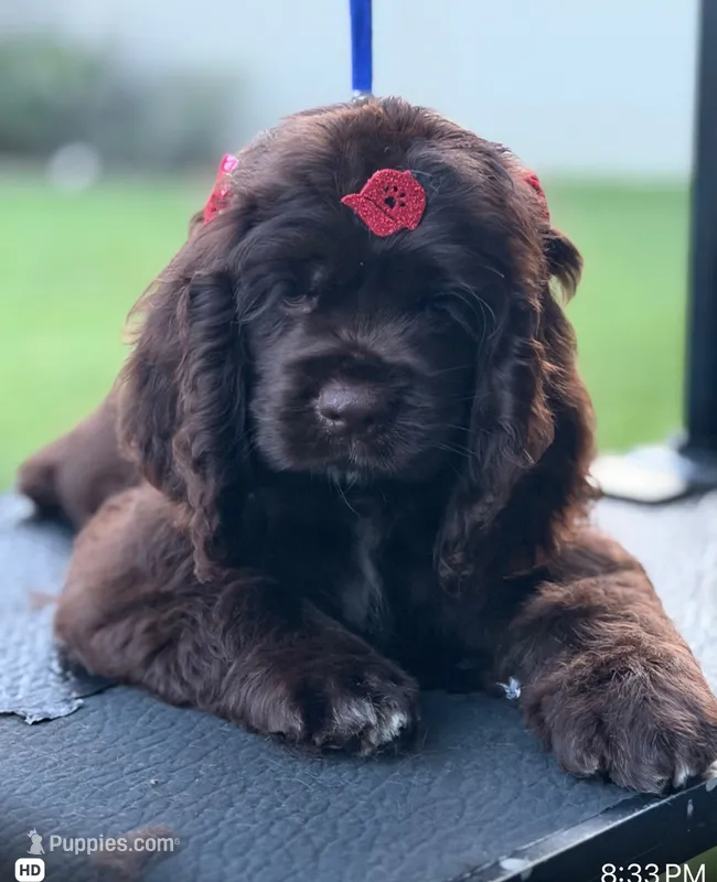 Crystal  – Cocker Spaniel puppy for sale in Orlando, FL