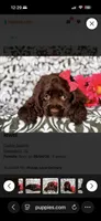 Crystal , a female Cocker Spaniel for sale in Orlando, FL – 3 of 3