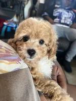 Bowser, a male Poodle - Toy  for sale in Greenville, SC – 5 of 6