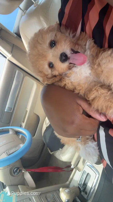 Bowser – Poodle - Toy  puppy for sale in Greenville, SC