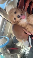Bowser, a male Poodle - Toy  for sale in Greenville, SC – 1 of 6