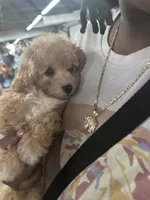 Bowser, a male Poodle - Toy  for sale in Greenville, SC – 4 of 6