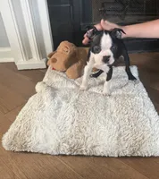 Blui , a male Boston Terrier for sale in Jackson, GA – 2 of 4