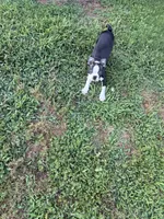 Alfie, a male Boston Terrier for sale in Jackson, GA – 7 of 9