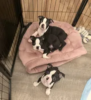 Gordi, a male Boston Terrier for sale in Jackson, GA – 4 of 4