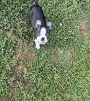 Alfie, a male Boston Terrier for sale in Jackson, GA – 9 of 9