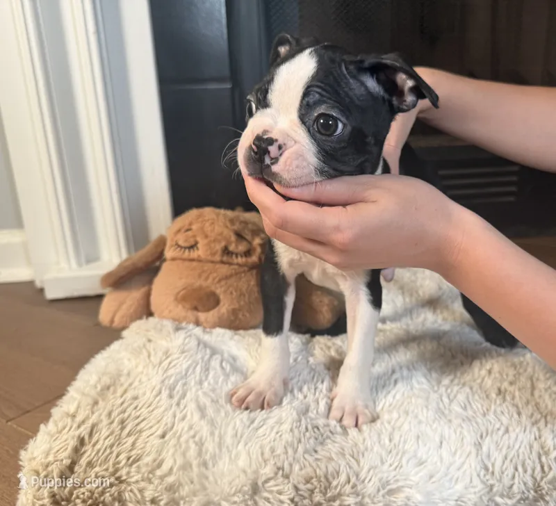 Gordi – Boston Terrier puppy for sale in Jackson, GA