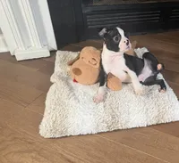 Sani, a male Boston Terrier for sale in Jackson, GA – 2 of 3