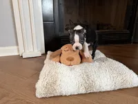 Gordi, a male Boston Terrier for sale in Jackson, GA – 2 of 4