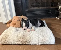 Gordi, a male Boston Terrier for sale in Jackson, GA – 3 of 4