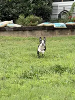 Alfie, a male Boston Terrier for sale in Jackson, GA – 6 of 9