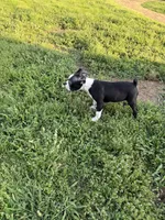 Alfie, a male Boston Terrier for sale in Jackson, GA – 8 of 9