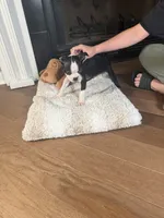 Blui , a male Boston Terrier for sale in Jackson, GA – 3 of 4