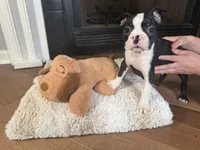 Sani, a male Boston Terrier for sale in Jackson, GA – 1 of 3