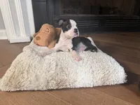 Blui , a male Boston Terrier for sale in Jackson, GA – 1 of 4