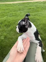 Alfie, a male Boston Terrier for sale in Jackson, GA – 5 of 9