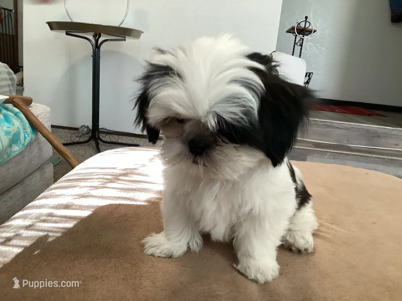 Jersey – Shih Tzu puppy for sale in Foresthill, CA