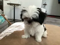 Jersey, a female Shih Tzu for sale in Foresthill, CA – 1 of 5