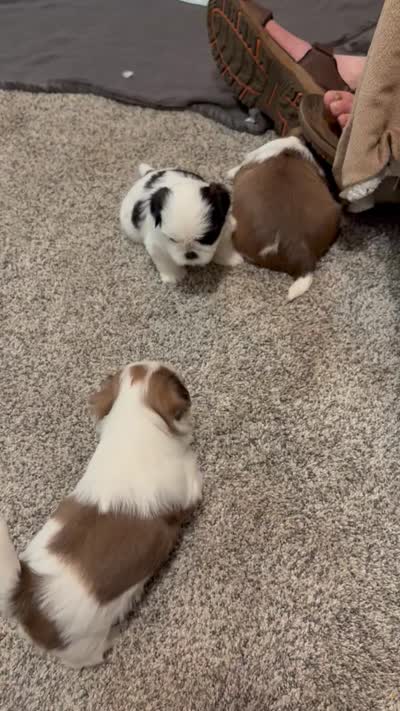 Charliebrown, a male Shih Tzu for sale in Foresthill, CA – 4 of 4