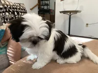 Jersey, a female Shih Tzu for sale in Foresthill, CA – 4 of 5