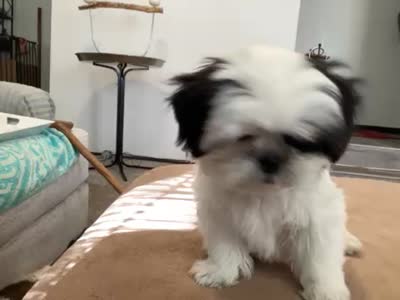 Jersey, a female Shih Tzu for sale in Foresthill, CA – 3 of 5
